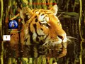 Détails : Tigres : question de survie